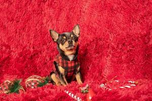 Chihuahua-Hund in einer schwarzen Jacke in einem Käfig auf einer Decke mit Neujahrsspielzeug. Weihnachten. foto