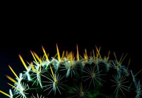 Kaktusart Mammillaria auf schwarzem Hintergrund foto