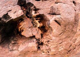 das Holzfossil eines großen Baumes in vollständigem Zustand foto