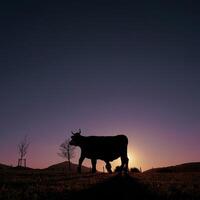 Kuh Silhouette im das Wiese im Sommer und Sonnenuntergang Hintergrund foto