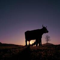 Kuh Silhouette im das Wiese im Sommer und Sonnenuntergang Hintergrund foto