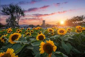 Sonnenblume beim Sonnenuntergang in der Nähe von cheomseongdae im Gyeongju, gyeongsangbuk-do, Süd Korea. foto