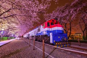 Kirsche blühen und Zug im Frühling beim Nacht es ist ein Beliebt Kirsche blühen Anzeigen Stelle, Jinhae, Süd Korea. foto