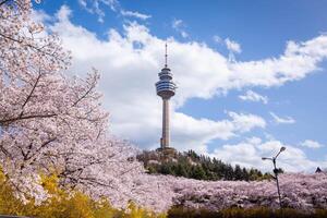 Kirsche Blüten Blühen im Frühling beim E-Welt 83 Turm ein Beliebt Tourist Ziel. im Daegu, Süden Korea. foto