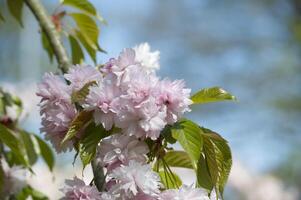 Frühling Banner mit Geäst von blühen Sakura foto