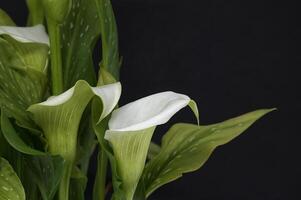 Weiß Calla Lilien Blumen auf schwarz Hintergrund foto