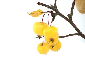 Krabbe Apfel Über Weiß Hintergrund, Malus Sylvestris foto