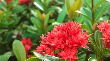 schließen oben von rot ixora Blume foto