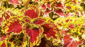 schließen oben von rot und Gelb Blatt Coleus Pflanzen im das Garten foto