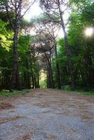 Istanbul Belgrad Wald. Schmutz Straße zwischen Kiefer Bäume. endemisch Kiefer Bäume foto