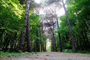 Istanbul Belgrad Wald. Schmutz Straße zwischen Kiefer Bäume. endemisch Kiefer Bäume foto