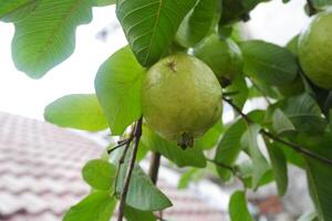 Guave Obst auf das Baum im das Garten mit Grün Blätter Hintergrund foto