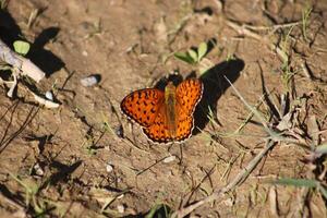 das Niobe Perlmutterfalter ist ein Spezies von Schmetterling im das Familie Nymphalidae. foto