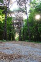 Istanbul Belgrad Wald. Schmutz Straße zwischen Kiefer Bäume. endemisch Kiefer Bäume foto