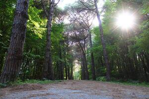 Istanbul Belgrad Wald. Schmutz Straße zwischen Kiefer Bäume. endemisch Kiefer Bäume foto