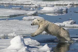weiblich Polar- tragen, ursus Maritimus, Springen Über Eis Scholle, Spitzbergen Archipel, Barents Meer, Norwegen foto