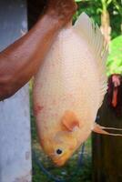 ein Dorfbewohner zeigt an Tilapia Fisch gefangen im ein Teich foto