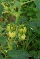 jung Tomaten wachsend im ein schön Garten foto