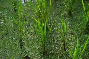 klein Reisfelder sind gepflanzt auf Land gefüllt mit Wasser foto