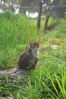 Nahansicht Foto von ein Kätzchen im das Reis Felder