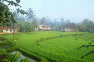 das Atmosphäre von Grün Reis Felder im ein Dorf foto