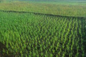 das Atmosphäre von geräumig und frisch Reis Felder foto