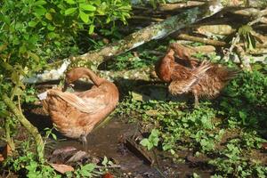 etwas Enten sind gehalten wie Haustiere und sind Waschen sich foto