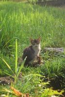 im das Morgen Dort war ein Kätzchen im das Reis Felder foto
