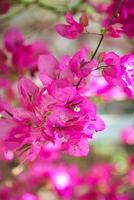 rosa Blumen auf Baum foto