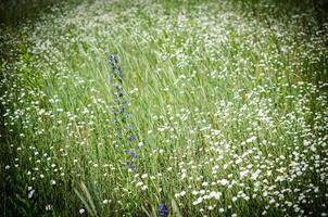 wild Blumen Landschaft foto