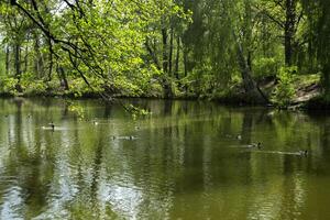 ein Teich im das Wald. schön Sommer- Landschaft. foto