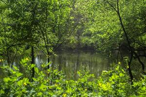 ein Teich im das Wald. schön Sommer- Landschaft. foto