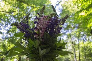 Strauß von Lupinen gegen ein Grün Bäume Hintergrund. foto