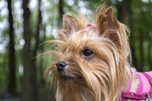 Porträt von Yorkshire Terrier draussen. foto