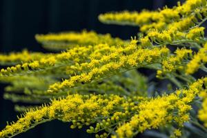 Gelb Blume. Makro Schuss. foto