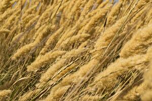 das Feld von golden Ährchen, schließen hoch. foto