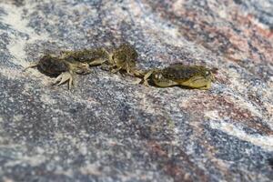 das Krabben auf ein Stein Hintergrund. Makro Schuss. foto