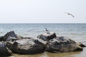 Möwen auf das groß Steine im das Meer. schön Meereslandschaft. foto