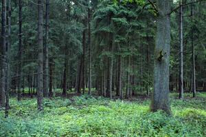 ein dicht Nadelbaum Wald. schön Wald Landschaft. foto