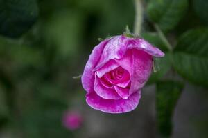 schön Blühen Tee Rose. Makro Schuss. foto