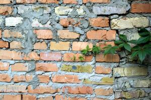 das Backstein Mauer und Geäst von wachsend wild Trauben. alt texturiert Hintergrund. foto