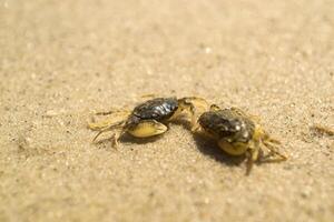 das Krabben auf ein Sand. Makro Schuss. foto