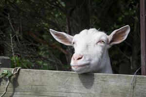 komisch Gesicht von Ziege im das Bauernhof. Landschaft. foto