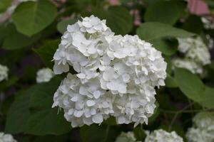 Weiß Hortensie Blühen. foto