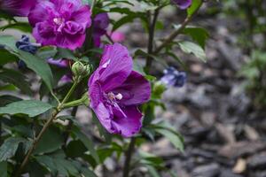 violett Blume Makro Schuss. foto