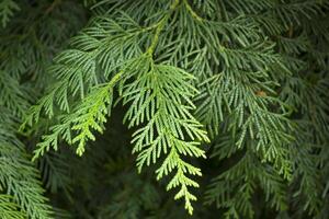 Grün Ast von ein Thuja. foto