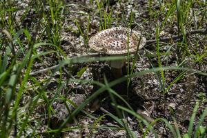 ein Pilz im ein Wald Lichtung. foto