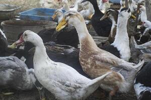 das Vögel Bauernhof. foto