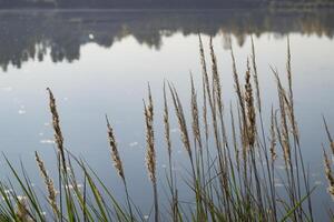 das Schilf in der Nähe von See. foto