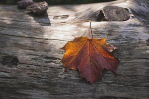 ein Herbst Ahorn Blatt auf das hölzern Hintergrund. foto